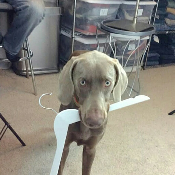 ⭐️ Meet Tara your Posh Affiliate Ambassador ⭐️ - Picture 6 of 8